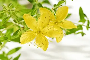 Herbs Prints: St Johns wort (Hypericum perforatum), medicinal plant