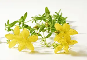 Herbs Prints: St Johns wort (Hypericum perforatum), medicinal plant