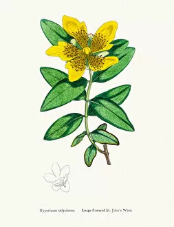 English Botany, or Coloured figures of British Plants Collection: St Johns wort medicinal antidepressant plant