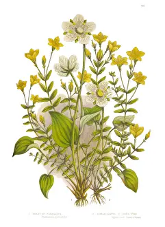 Candid Prints: St. Johns Wort and Parnassus Grass Victorian Botanical Illustration