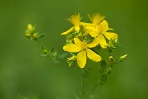 Images Dated 10th July 2013: St. Johns Wort, Tiptons Weed or Chase-devil -Hypericum perforatum-, a medicinal plant, flowering