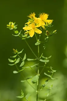 Medical Prints: St. Johns Wort, Tiptons Weed or Chase-devil -Hypericum perforatum
