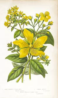 Pollination Gallery: St. Johns Wort Victorian Botanical Illustration
