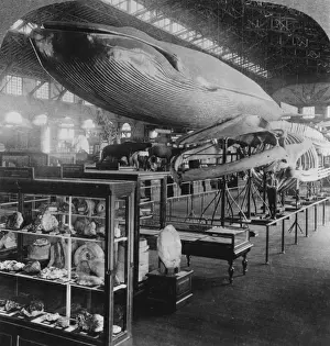 St Louis World Fair