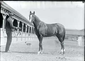 Stable Worker Posing With Racehorse