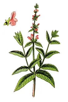 Stachys palustris, commonly known as marsh woundwort, marsh hedgenettle, or hedge-nettle