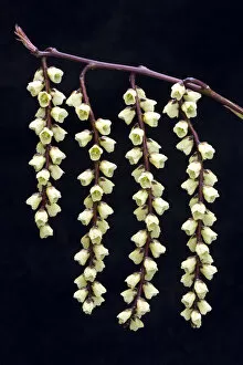 Images Dated 29th March 2010: Stachyurus