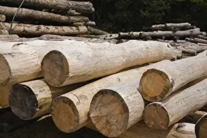 Images Dated 26th May 2012: Stack of Eastern white pine tree logs, Laurentians, Quebec, Canada