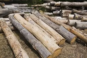 Wooden Gallery: Stack of Eastern white pine tree logs, Laurentians, Quebec, Canada