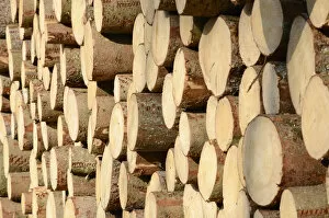 Stack of freshly cut spruce logs, Raubling, Bavaria, Germany