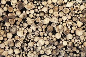 Images Dated 2nd November 2011: Stacked firewood