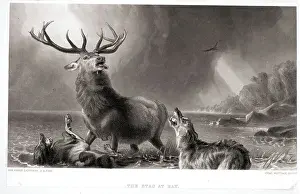 Stag Prints: Stag Being Attacked By Two Wolves