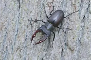 Stag beetle -Lucanus cervus-, Emsland region, Lower Saxony, Germany, Europe