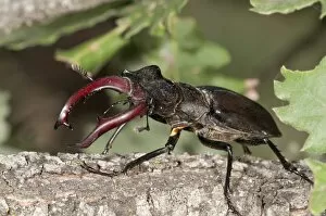 Images Dated 6th June 2012: Stag beetle -Lucanus cervus-, male, Lake Kerkini area, Greece, Europe