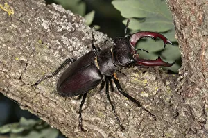 Images Dated 6th June 2012: Stag beetle -Lucanus cervus-, male, Lake Kerkini region, Greece, Europe