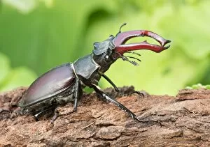 Images Dated 22nd July 2015: Stag Beetle (Lucanus cervus) on tree trunk, Hesse, Germany