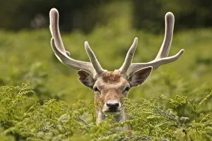 Images Dated 1st July 2012: Stag Curiosity