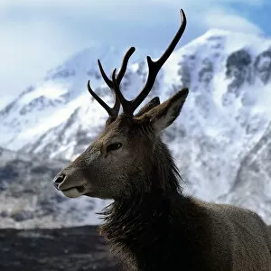 Images Dated 1st April 2013: Stag at Glen Coe