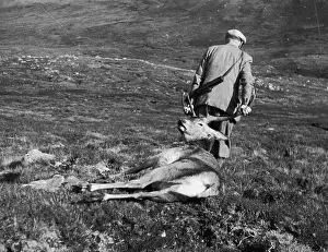 Carcass Prints: Stag Hunt