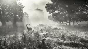 Images Dated 5th October 2014: Stag in the mist
