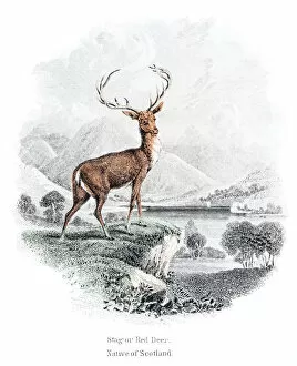 Images Dated 10th May 2015: The stag red deer engraving 1855