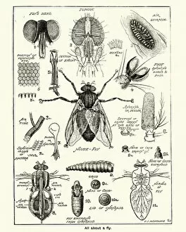 Insect Lithographs Gallery: Stages and anatomy of a house fly