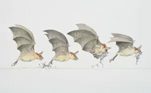 Four Animals Collection: Four stages of bat swooping down to grab a fish out of the water, side view