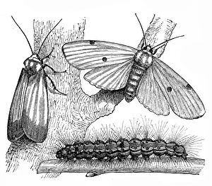 Butterfly Insect Gallery: Stages of butterfly