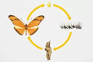 Arthropoda Gallery: Four stages of ife cycle of butterfly, from egg to adult