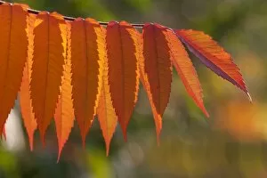 Images Dated 7th October 2009: Staghorn Sumac -Rhus typhina-, autumnal foliage, Germany