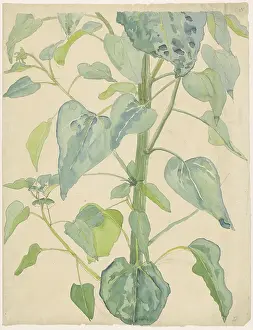 Dutch Prints: Stalk And Leaves Of A Sunflower