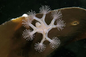Images Dated 9th September 2008: Stalked Jellyfish -Lucernaria quadricornis-, White Sea, Karelia, Russia
