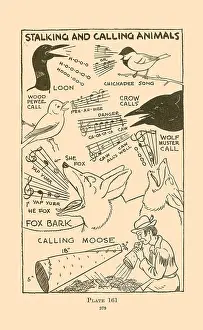Calls Prints: Stalking and Calling Animals V