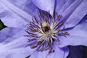 Stamens of a Clematis -Clematis-, hybrid, Bavaria, Germany