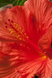 Images Dated 1st October 2014: Stamens of a hibiscus flower -Hibiscus-, Bavaria, Germany