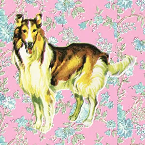 Images Dated 14th May 2014: Standing Dog and Floral Pink Background