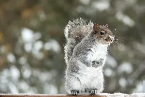 Images Dated 30th December 2015: Standing Squirrel