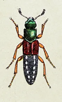 Insect Lithograph Prints: Staphylinus caesareus, insect animals antique illustration