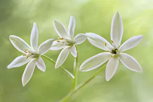 Captivating Floral Photography by Mandy Disher Gallery: Star of Bethlehem