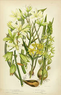 Petal Gallery: Star of Bethlehem, Ornithogalum, Victorian Botanical Illustration