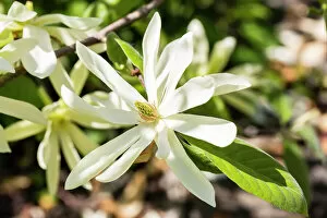 Images Dated 9th May 2013: Star Magnolia -Magnolia stellata-, Lower Saxony, Germany