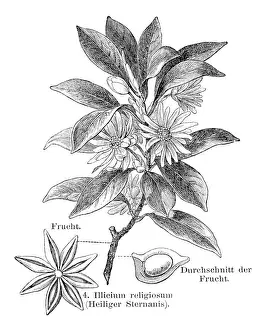 Star Anise Prints: Staranise engraving 1895