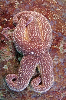 Images Dated 6th August 2012: Starfish -Asterias rollestini-, Japan Sea, Far East, Primorsky Krai, Russian Federation