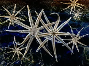 Intertwined Collection: starfish in the sea