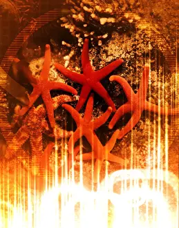 Starfish Prints: Starfish in Tidal Pool