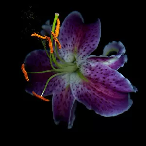 Images Dated 25th May 2012: Stargazer Lily