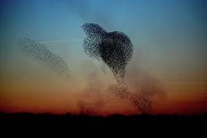 Prints of Starlings (Sturnus vulgaris) flying in formation over the Somerset levels near Glastonbury, Somerset, England at dusk Beautiful Bird Species Prints: Starling Formation