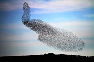 Images Dated 10th April 2018: Starling murmuration