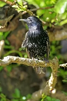 Starling -Sturnus vulgaris-, adult in breeding plumage, preched on a tree, Western Cape, South Africa