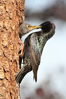Nesting Site Prints: Starling -Sturnus vulgaris-, adult feeding young birds at nesting site